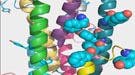 Zooming in on the Geobacter-Gonorrhea composite shows how the aromatic residues (teal balloon-like structures) bulge from the surface of pilin proteins (variously colored helical structures) within the fiber.