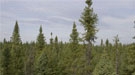 View from the treetops of a forest.