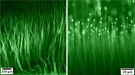 Argonne materials scientists announced a new technique to grow these little forests at the microscale (the scale shows 100 micrometers, which is about the diameter of a single human hair).