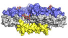 The NS1 protein structure.
