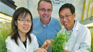 Brookhaven researchers Jilian Fan, John Shanklin, and Changcheng Xu have developed a method for getting experimental plants to accumulate more leaf oil.