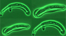 One of the genomes sequenced for this study was of the yeast Scheffersomyces stipitis.