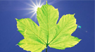 X-rays capture unprecedented captures of photosynthesis in action.