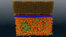 Neutron scattering is a valuable technique for studying cell membranes, but signals from the cell’s other components such as proteins, RNA, DNA and carbohydrates can get in the way.