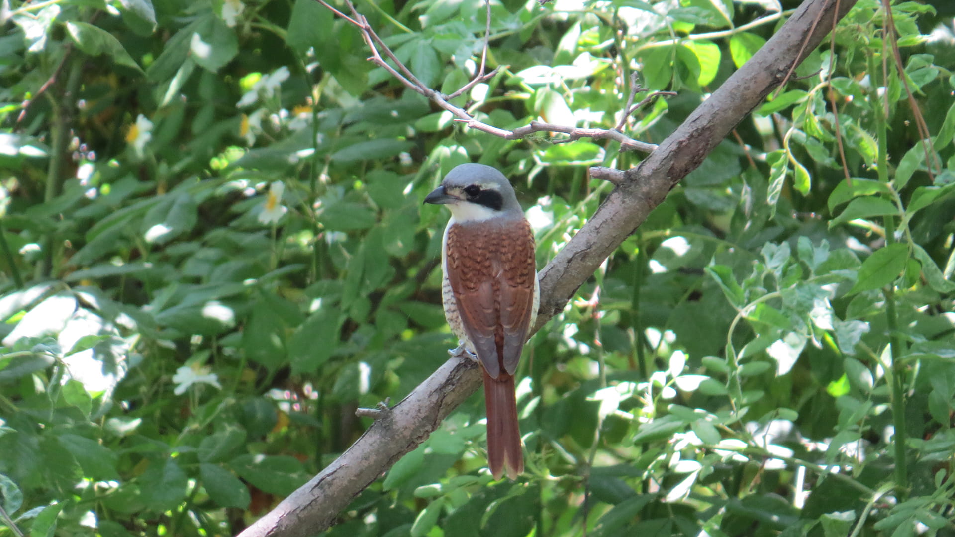 Bird in a tree