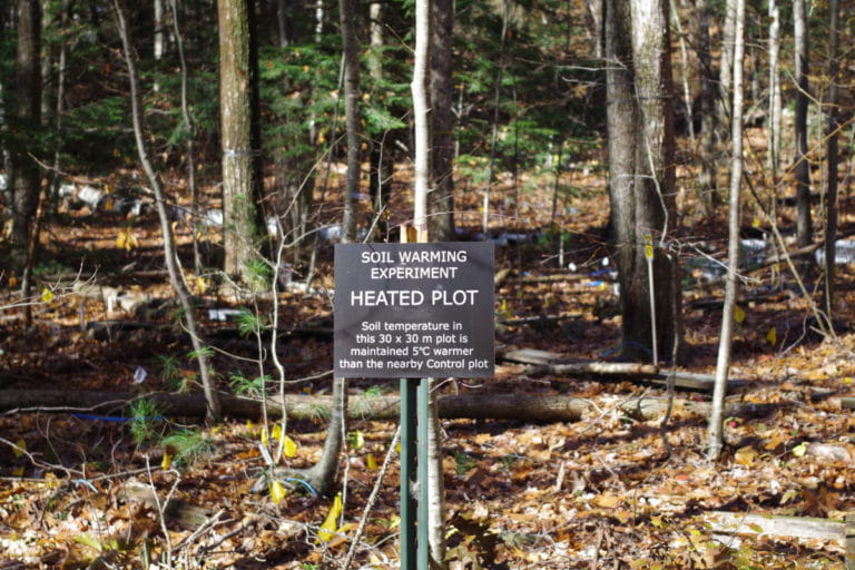 One of the heated plots at the Harvard Forest (Jeff Blanchard)