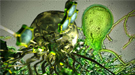 Anaerobic gut fungi colonize plant matter and release enzymes that break cell walls into simple sugars. 