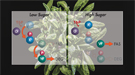 When a plant is low on sugar (left), a cascade of molecular interactions degrades (DEG) a protein (W) that turns on fatty acid synthesis (FAS). However, when sugar levels are high (right), key steps in this process are blocked, leaving the W protein intact to start fatty acid (oil) production.