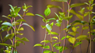 Poplar provides a fast-growing woody feedstock for biofuels.
