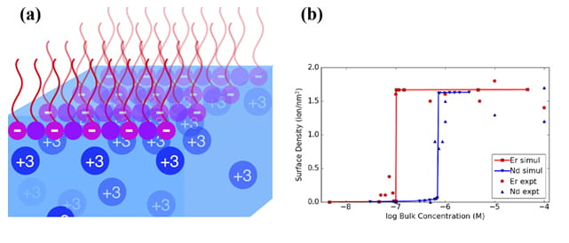 Schematic of system studied; positively charged lanthanide ions (blue circles) dissolve in the water, while the negatively charged surfactant molecules (purple) float on the water surface. (b) Data showing how density of ions at the surfactant surface jumps as the concentration of ions in the bulk water increases (Er=erbium, a heavier lanthanide, Nd=neodymium, a lighter lanthanide). The lines thru data are predictions from computer simulations. From M. Miller et al., Phys. Rev. Lett. 122, 058001 (2019).