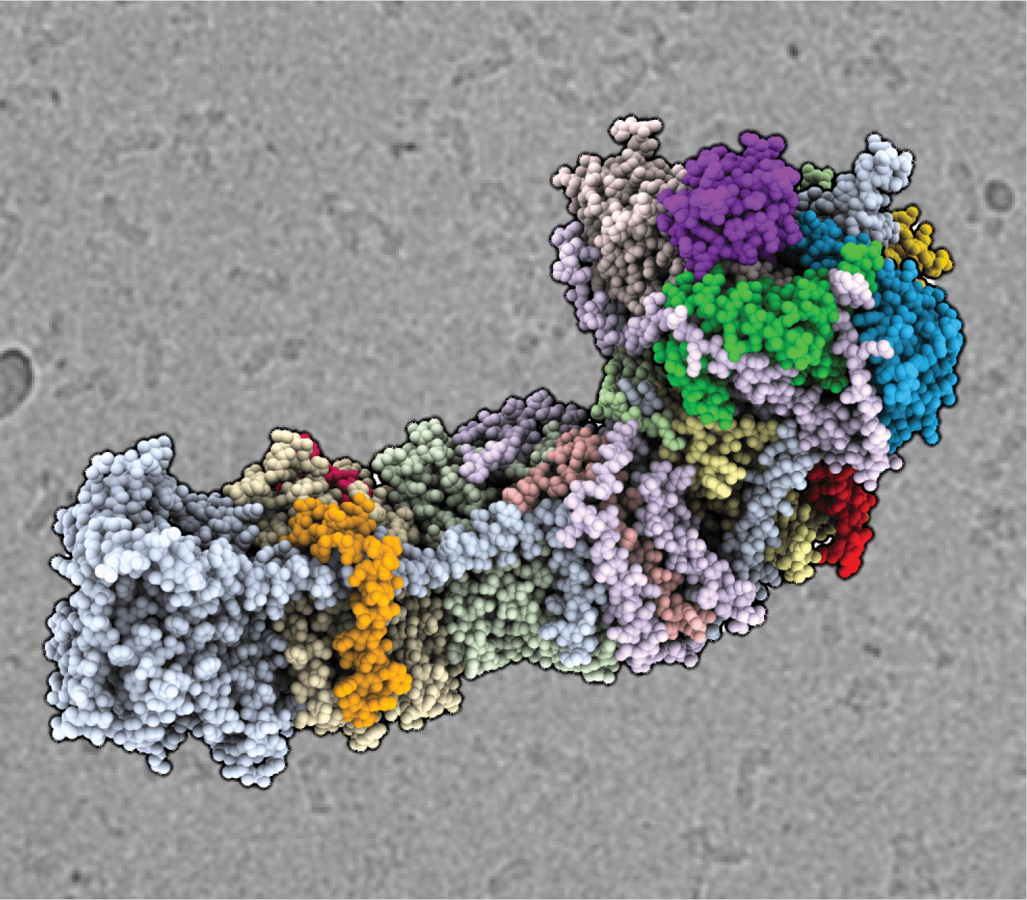 The cryo-EM structure of the NAD(P)H dehydrogenase-like complex (NDH). The atomic coordinate model shown as spheres, colored according to the different subunits, in front of an electron micrograph of frozen NDH particles in the background