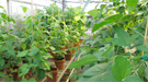 Department of Energy Announces $66 Million for Research on Plants and Microbes