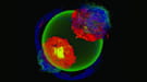 Shown is a 3D, whole-star simulation of the GCD model of a Type Ia supernova at the moment at which a detonation wave begins to sweep through the white dwarf star, incinerating it.