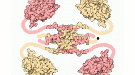 p53 tumor suppressor 