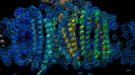 A reconstructed depiction of the Photosystem I complex.