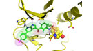 Showing how a new anti-cancer drug prevents a mutated enzyme from promoting the growth of tumors.