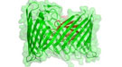Side view from within cell membrane
