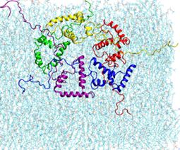 alpha synuclein