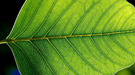 Quantum effects in photosynthesis