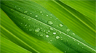 Using genomics, Brookhaven researchers found a means to significantly increase oils in plant leaves—which could greatly enhance the energy content of plants as biofuel feedstocks.