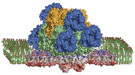 The photosynthetic megacomplex from a cyanobacterium.