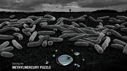 An image of methylmercury