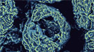 Microsized pore and tunnel in an electrode