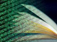 BRDI Logo