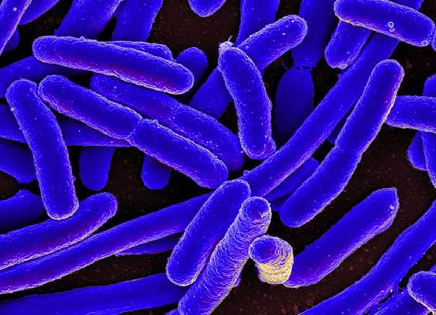 Purple tube like cells on black background