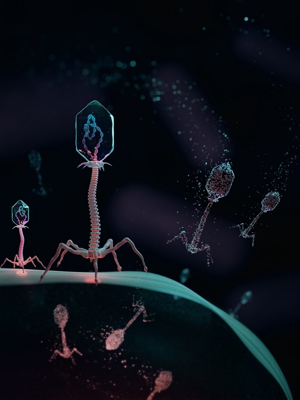 A bacterial virus inserting genetic material inside a bacterial cell during infection. 