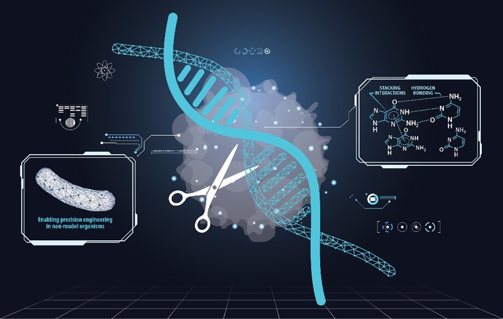 A novel method improves the accuracy of the CRISPR Cas9 gene editing tool scientists use to modify microbes for renewable fuels and chemicals production. It draws on quantum chemistry, artificial intelligence, and synthetic biology. 