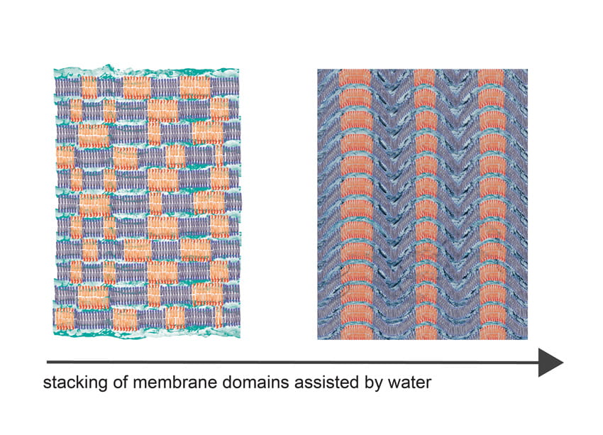 With increasing hydration within the interlayer space of the initially disordered lipid membranes, lateral layer-by-layer phase separation begins.