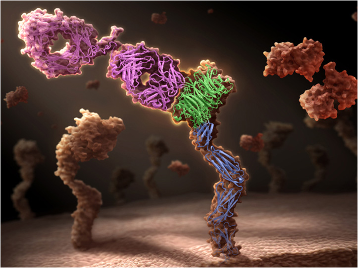 The one-armed antibody, onartuzumab (pink) binds to the receptor tyrosine kinase, MET (green and blue) found on the surface of cells preventing the binding of hepatocyte growth factor (HGF) (red) disrupting the development and growth of tumors.