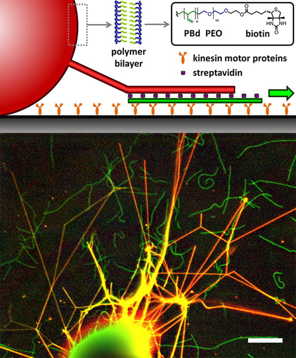 The microtubules (green) pull polymer nanotube networks (red) from polymer reservoirs (fluorescence image).
