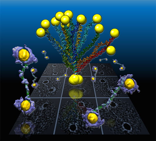 Flexible DNA