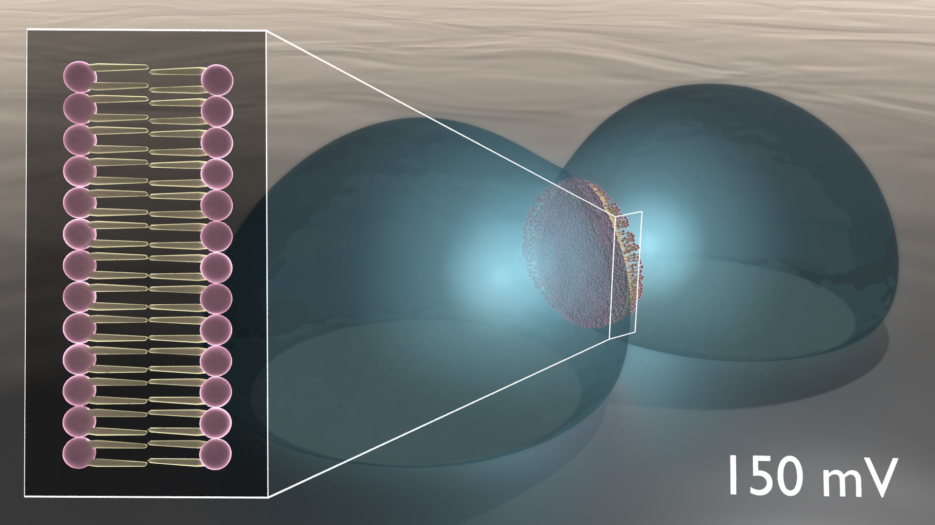 Two blue opaque spheres connected in a pool of liquid.